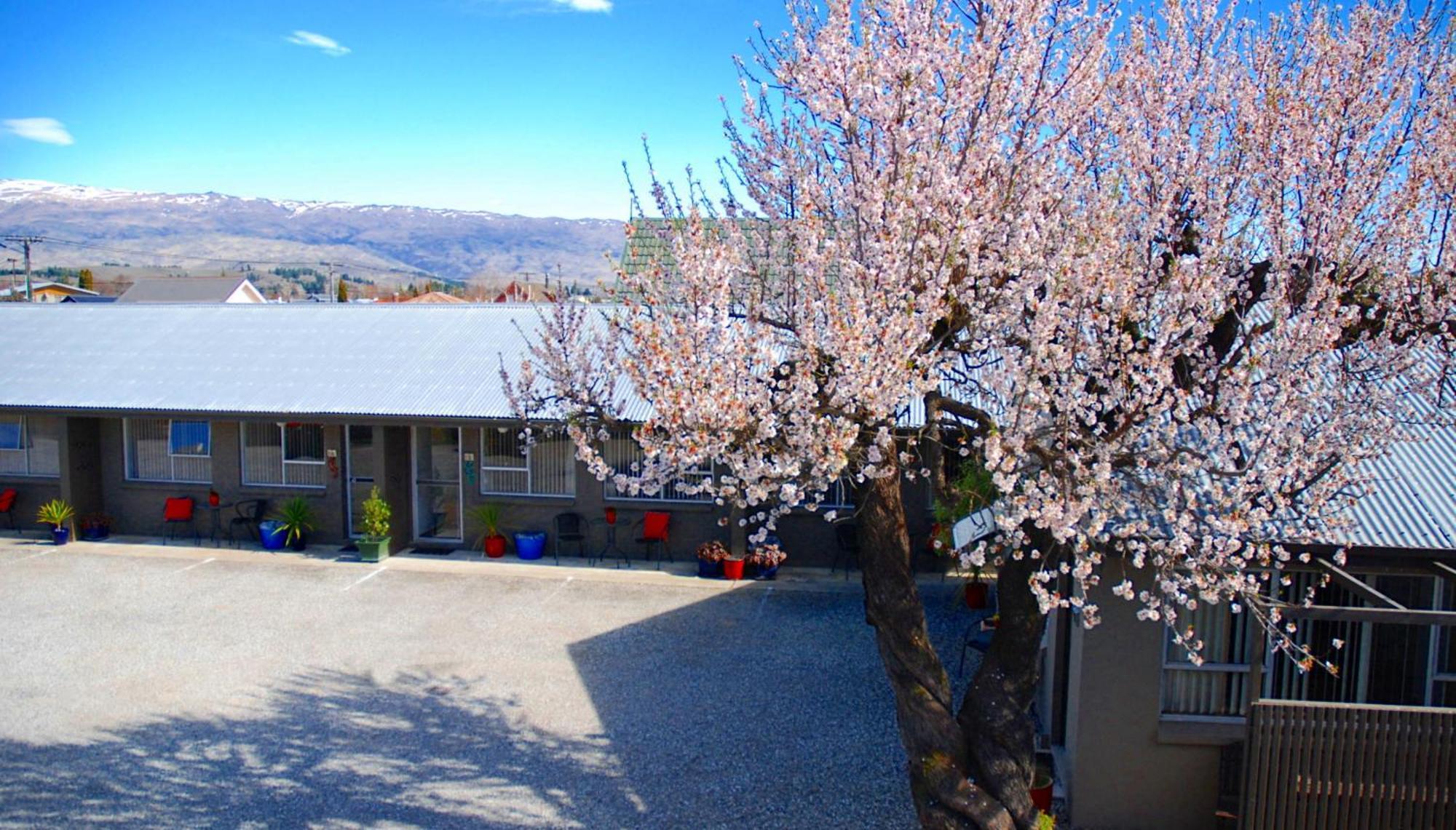 Almond Court Motel Александра Номер фото