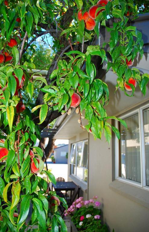 Almond Court Motel Александра Экстерьер фото